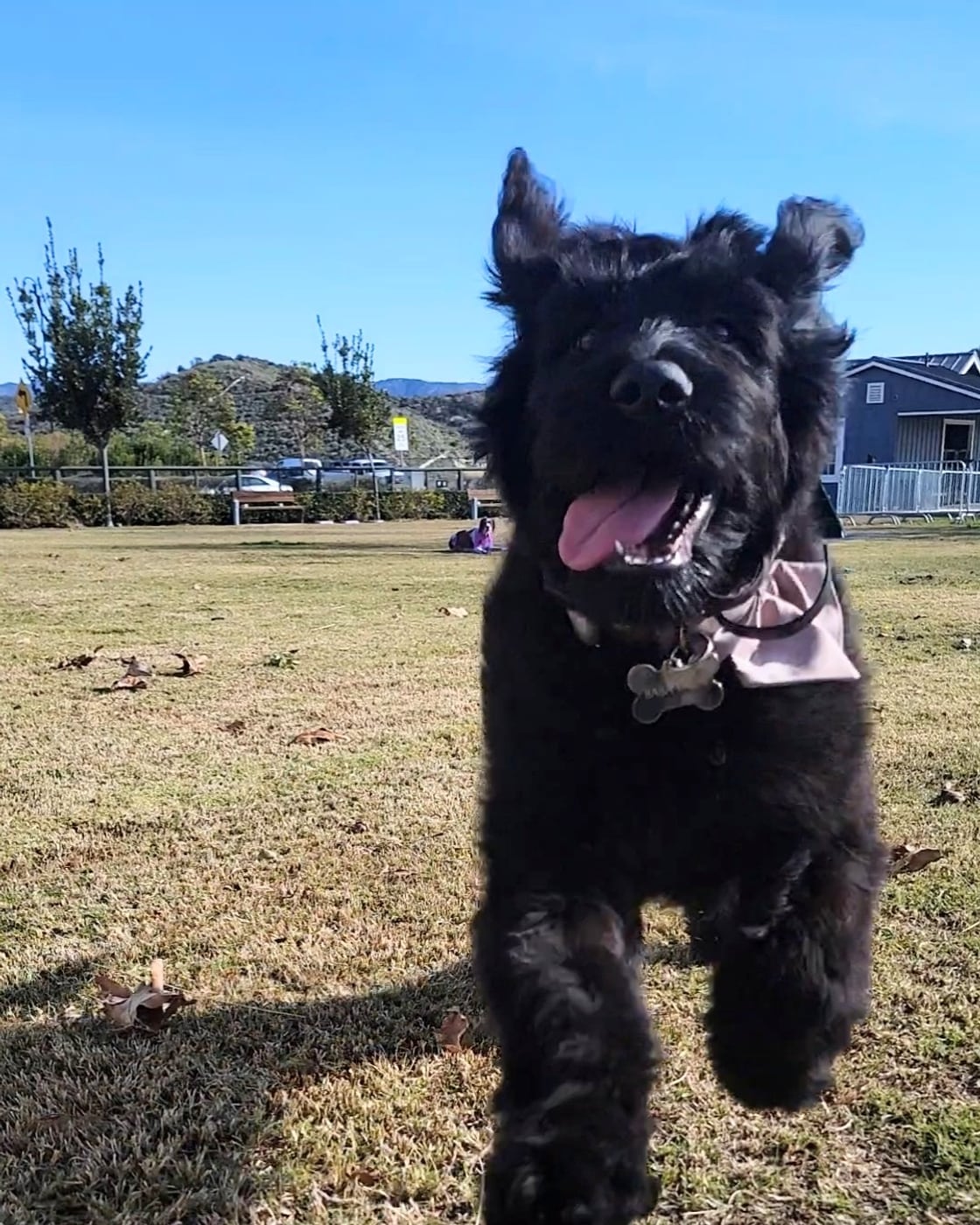 Baba Yaga, one of the founder's own dogs, mid-run and grinning as she bounds toward the camera