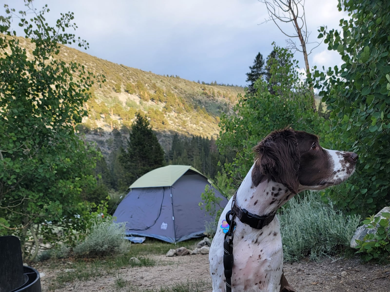 Godiva, a springer spaniel, sitting beside a tent at a mountain campsite in the golden evening light