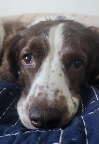 Godiva, one of the founder's own dogs, resting on a quilt and looking up at the camera