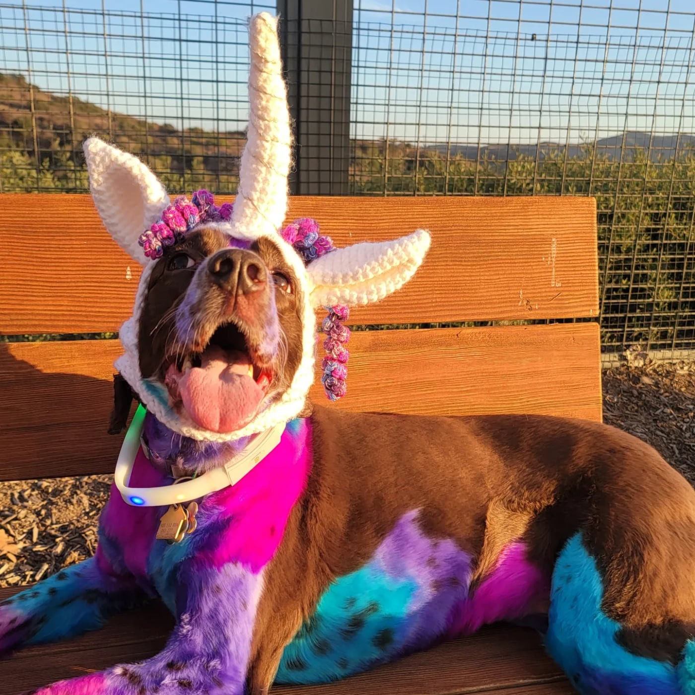 Godiva, one of the founder's own dogs, beaming in a bright, colorful unicorn costume